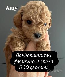 Barboncini Toy maschi e femmine