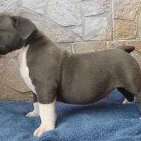 American Bully pocket