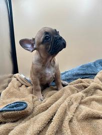 Bulldog Francese