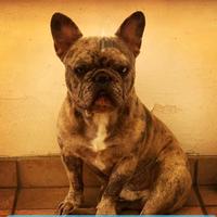 Bulldog francese x riproduzione