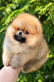 Spitz nano / Pomerania Teddy bear