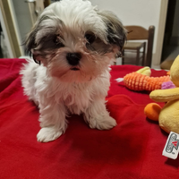 Shihtzu cuccioli