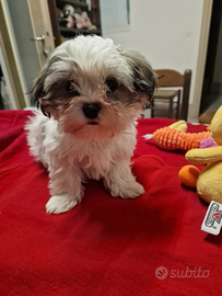 Shihtzu cuccioli