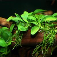 Anubias nana