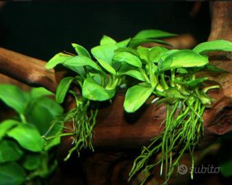 Anubias nana