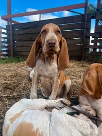 Cuccioli bracco italiano