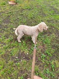 Cuccioli di lagotto romagnolo