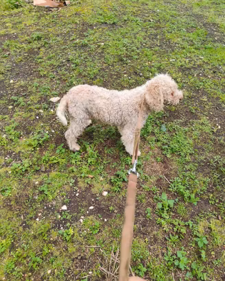Cuccioli di lagotto romagnolo