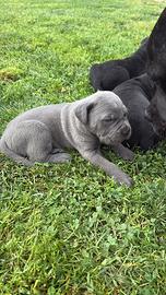 Cuccioli di cane corso