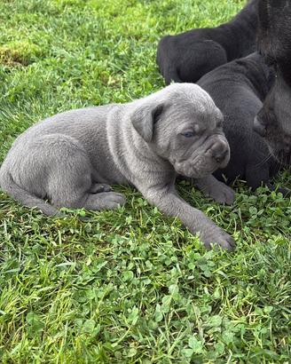 Cuccioli di cane corso