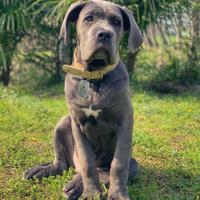 Cane Corso XXL disponibile per accoppiamento