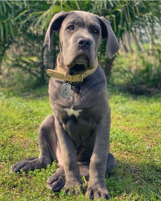 Cane Corso XXL disponibile per accoppiamento