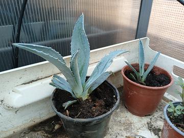 agave e piante grasse 