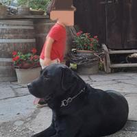 Labrador nero da monta