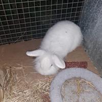 Coniglio nano bianco