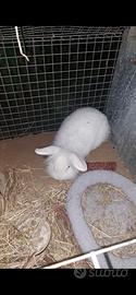 Coniglio nano bianco