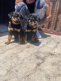 Cuccioli rottweiler