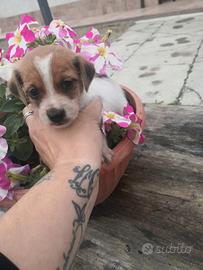 Cucciolata Jack Russell