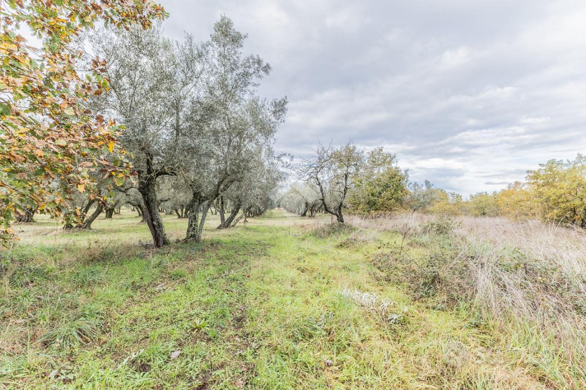 RUSTICO A VETRALLA - Altro