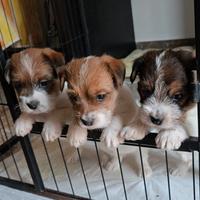 Jack Russell Terrier pedigree ENCI - broken/ruvidi