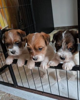 Jack Russell Terrier pedigree ENCI - broken/ruvidi