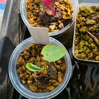 Alocasia Hawaiian Punch