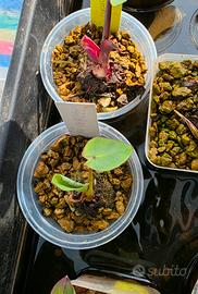 Alocasia Hawaiian Punch