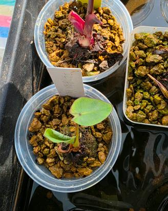 Colocasia Hawaiian Punch