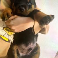 Rottweiler