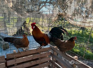 Galline nane francesine colorazione oro