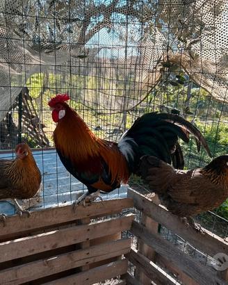 Galline nane francesine colorazione oro