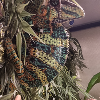 Camaleonte calyptratus