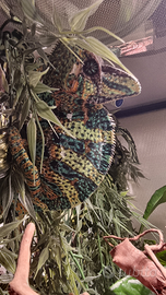 Camaleonte calyptratus