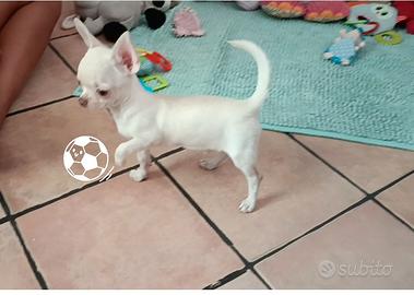 Chihuahua maschio con pedigree