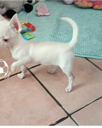 Chihuahua maschio con pedigree