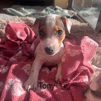 Ultimo maschio jack russell terrier