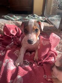 Ultimo maschio jack russell terrier