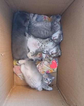 Gattini incrocio British Longhair