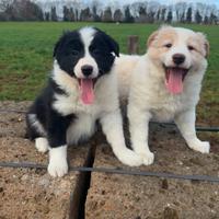 Cuccioli border collie