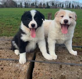 Cuccioli border collie