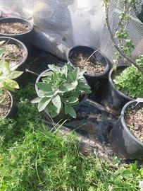 salvia