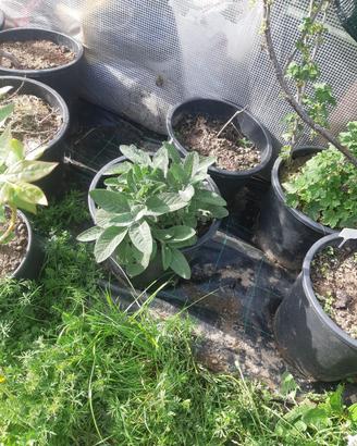 salvia