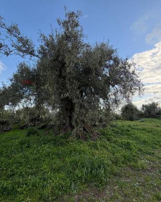 Terreno - Belpasso