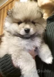 Cuccioli volpini, Spitz piccolo