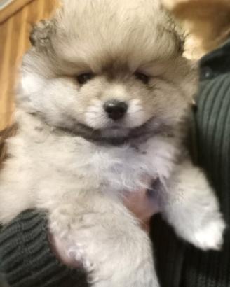 Cuccioli volpini, Spitz piccolo