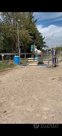 Pony 5 anni