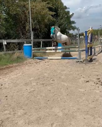 Pony 5 anni