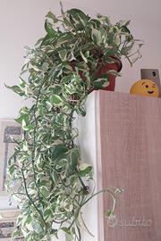Pianta Pothos
