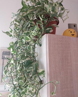 Pianta Pothos