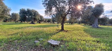 Uliveto 6000 metri quadri